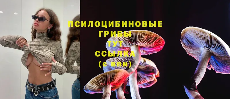 цены   Мосальск  Псилоцибиновые грибы Cubensis 